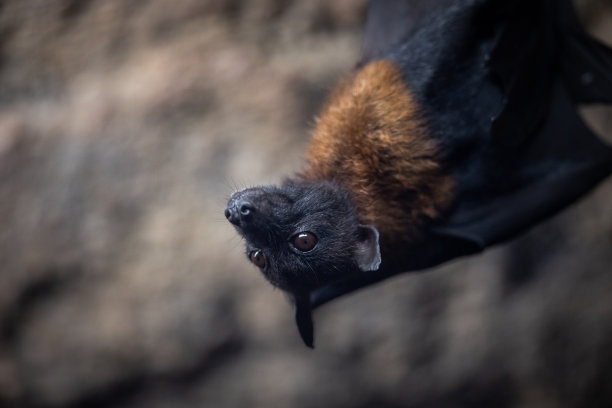bat