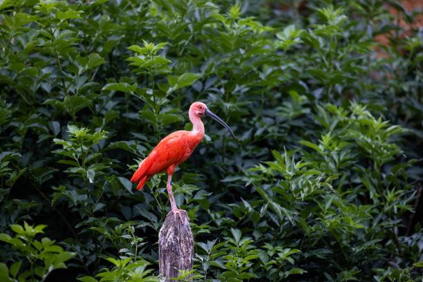 ibis