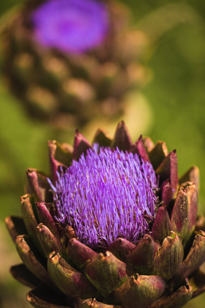 artichoke