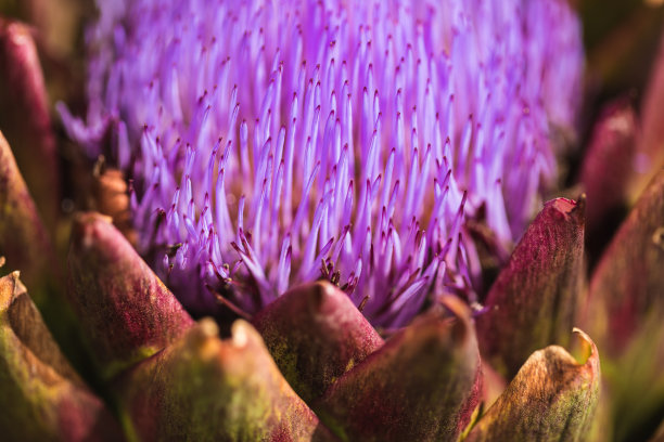artichoke