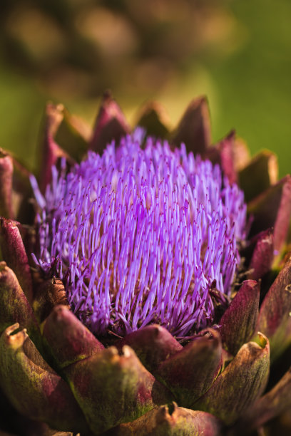 artichoke