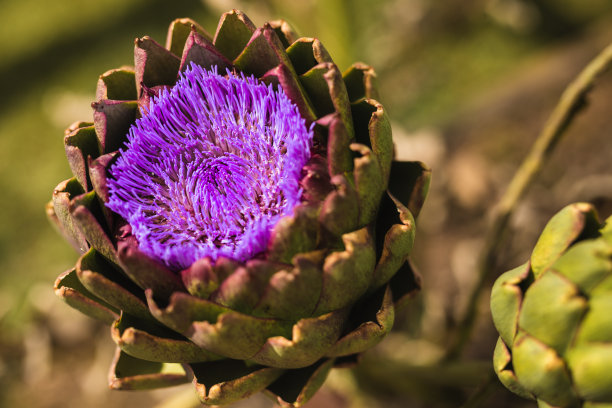 artichoke