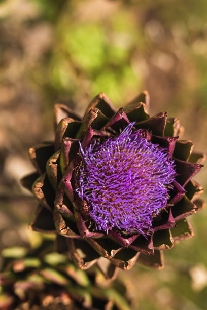 artichoke