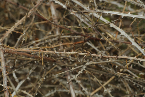 prickly