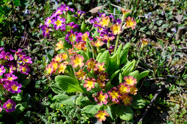 primula