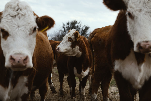 肉牛,赫里福牛,母牛