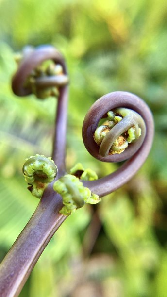 fiddlehead