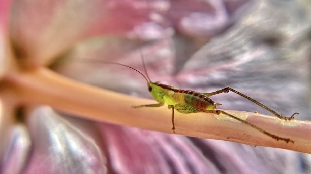 katydid