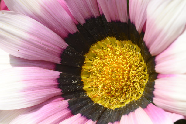 gazania