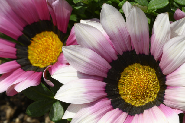 gazania