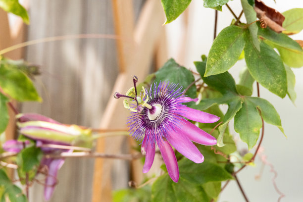 passiflora