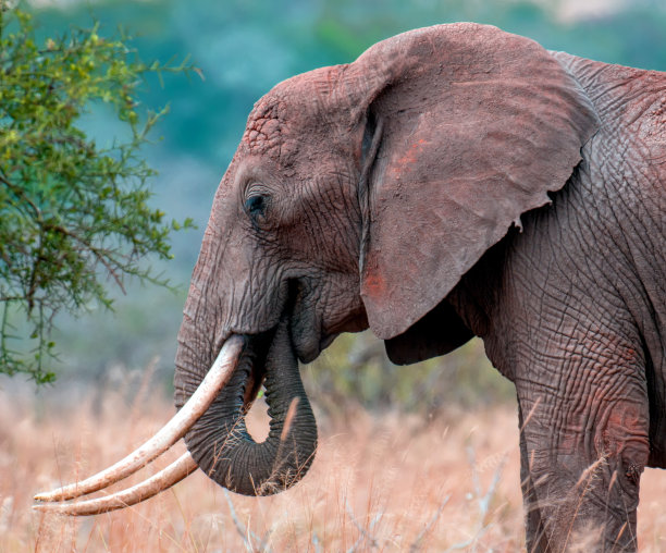 pachyderm