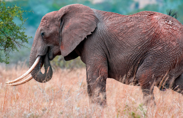 pachyderm