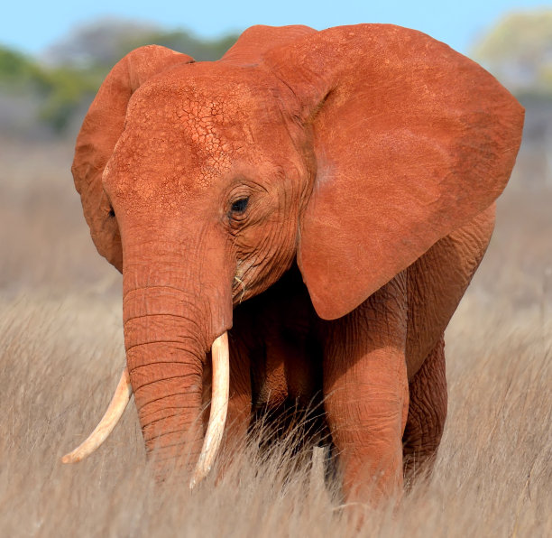 pachyderm