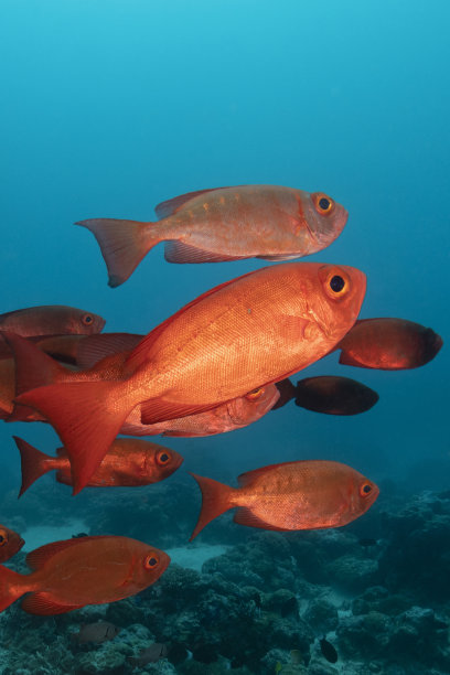 snapper