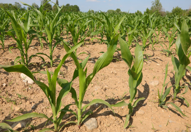drought