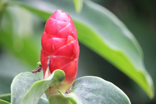 costus