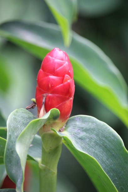 costus