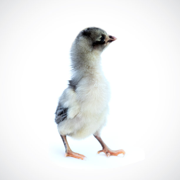 cock