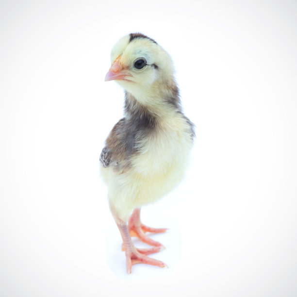 cock