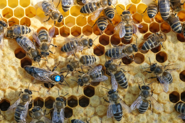 beekeeper