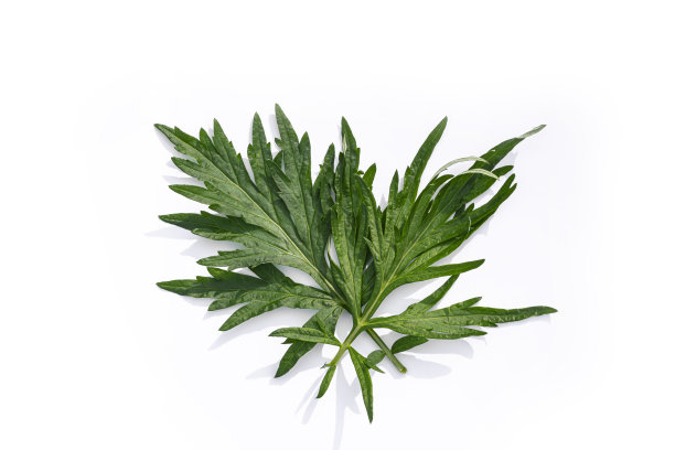 wormwood