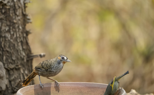 laughingthrush
