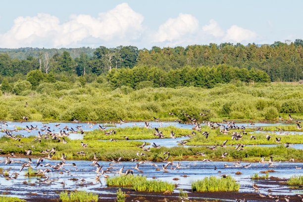 wetland