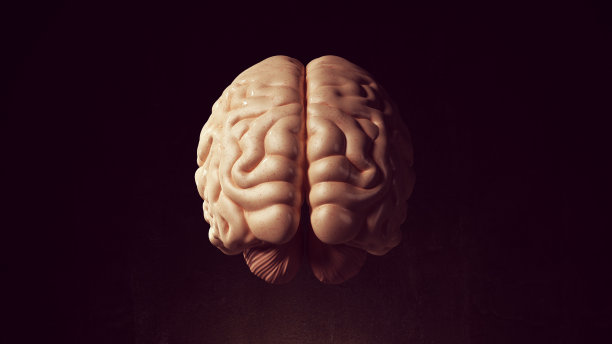 cerebrum