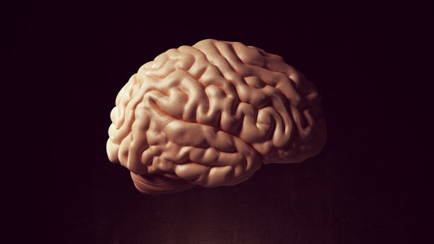 cerebrum