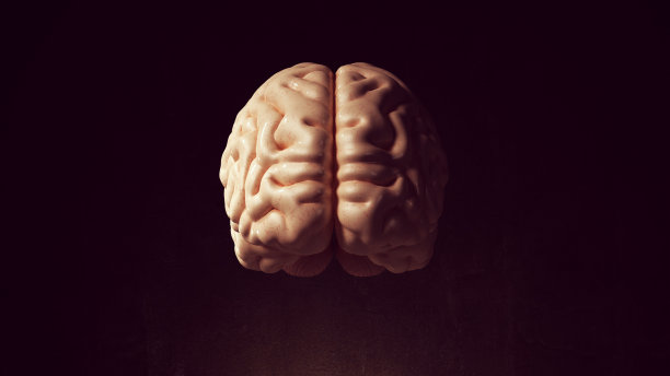 cerebrum