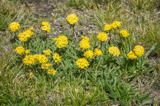 patrinia