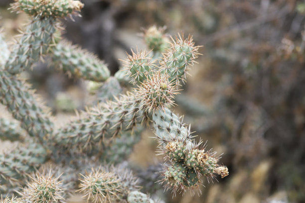 cholla