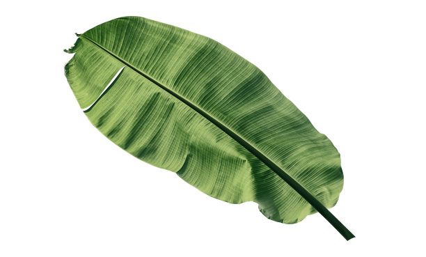 蕉叶纹素材