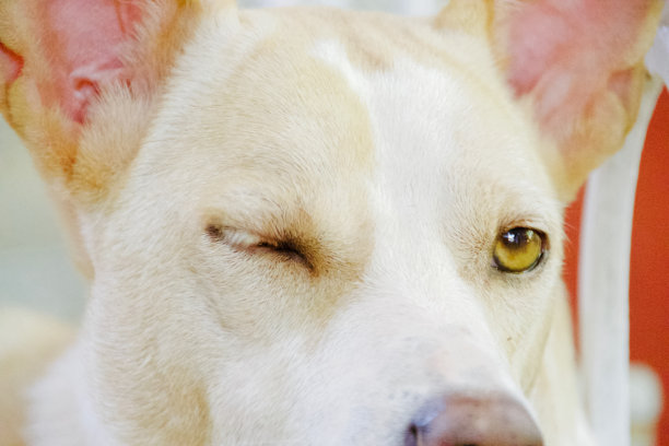 wink