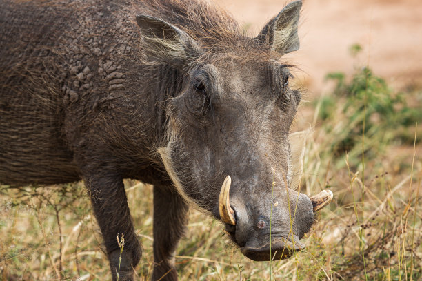 phacochoerus