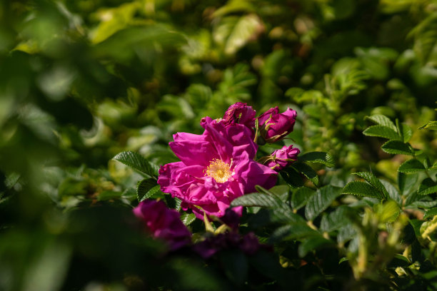 rugosa