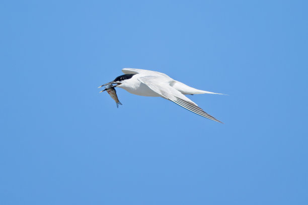 小tern