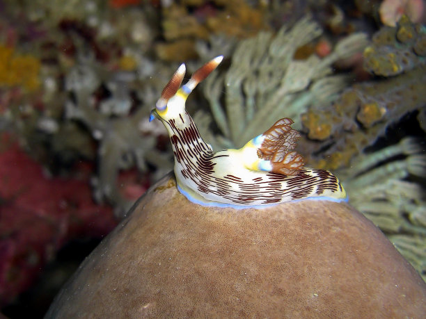 mollusk
