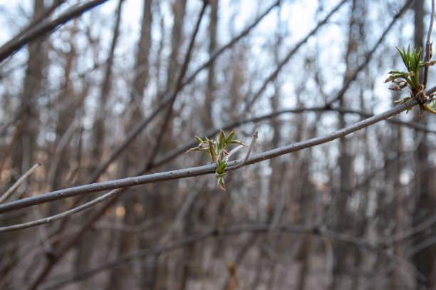 twig