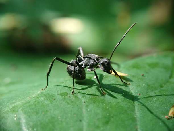 arthropod