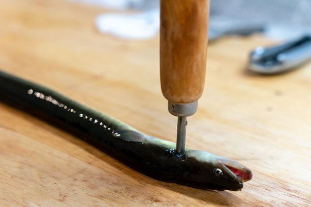 eel