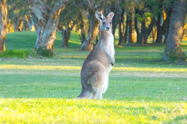 wallaroo