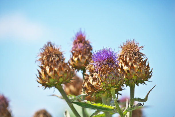 artichoke