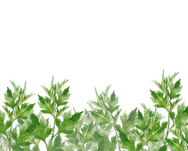 mugwort