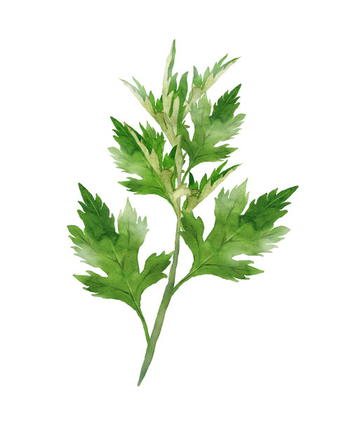 mugwort