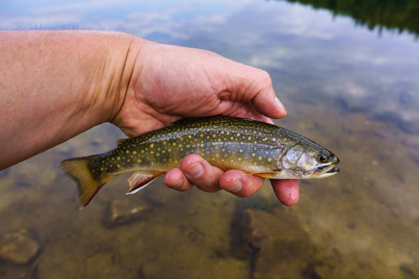 salvelinus