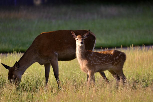 doe
