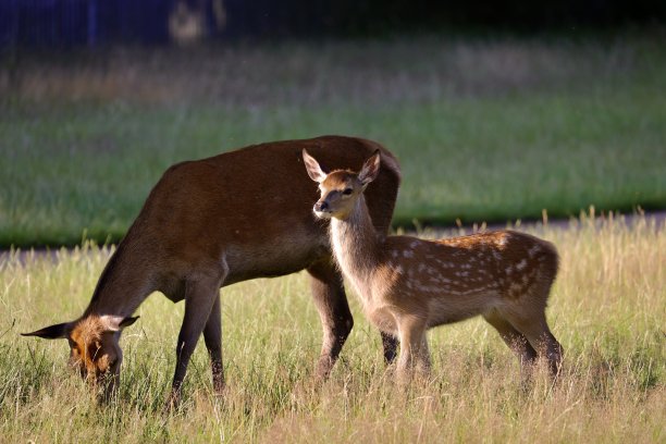 doe