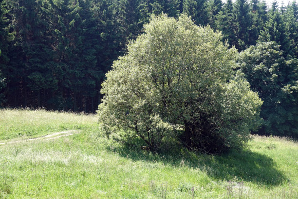 rhön